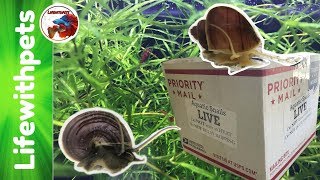 Unboxing Rare Color Mystery Snails.