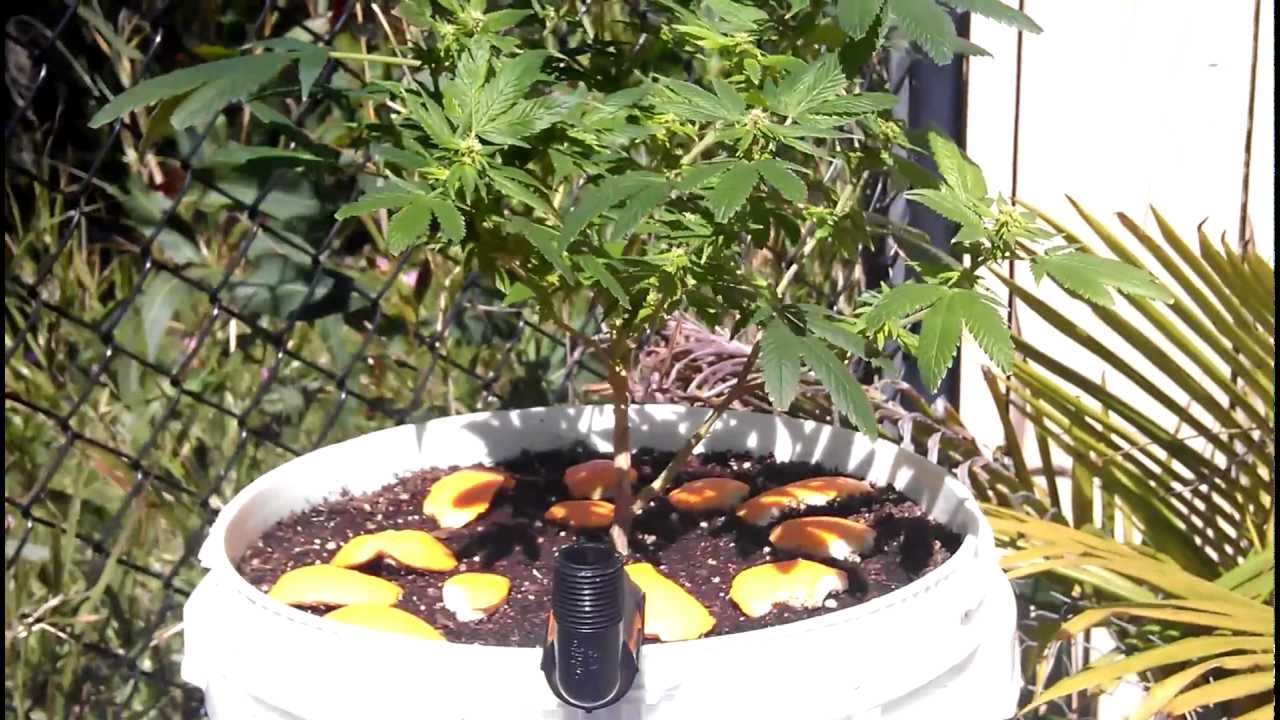 Growing Medical Marijuana / Deathstar