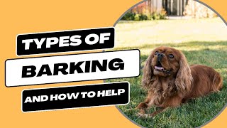 Types of Barking: How To Identify and Handle by BAXTER & Bella The Online Puppy School! 3,992 views 9 months ago 8 minutes, 55 seconds