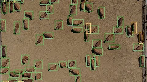 Counting cows in feedlots with drones