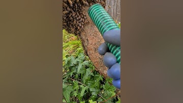 Bee Swarm catching a swarm with a Bee Vac