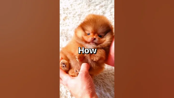 How WOULD YOU Rate this PUPPY 😱 | Wholesome Moments - DayDayNews