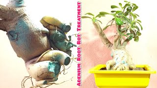 How To Save Adenium From (Root Rot) || Adenium Caudex Become Soft (Cure It)