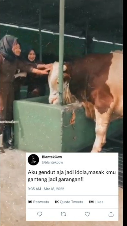 Story wa sapi Jumbo//idolaledispeternakmaszehh//cocokbuatstory//30detik