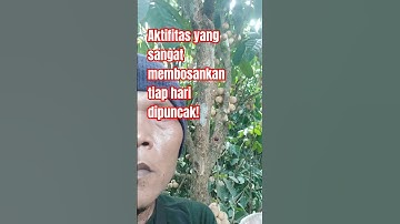 Panen Dukuh viral Cililitan. #shorts #video #fyp #puncak #pohon #kebun