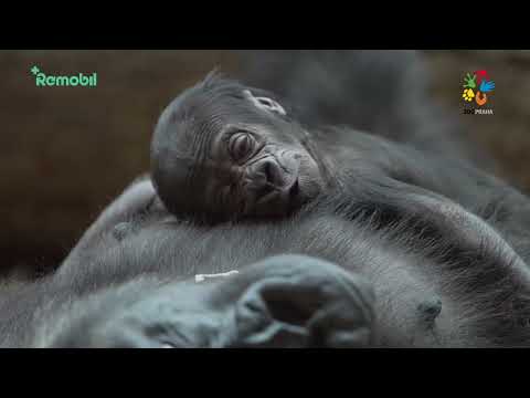 Starý mobil jako dětská vstupenka do Zoo Praha