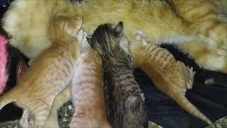 DAY_18 KITTENS FIGHTING FOR MILK🥰🥰🥰🤣🤣🤣🤣#cat #kitten #viral #video