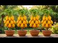 Grow Papaya Trees FAST with These Pro Tips! _ The Best Ideas for Growing Papaya Trees!