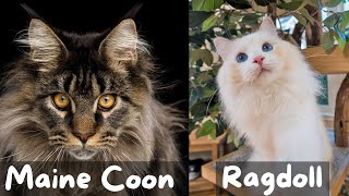 Maine Coon vs Ragdoll Cat  Which Breed Suits You? | The Cat Butler