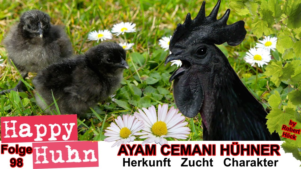 E98 Ayam Cemani Hühner im Rasseportrait bei HAPPY HUHN - Das