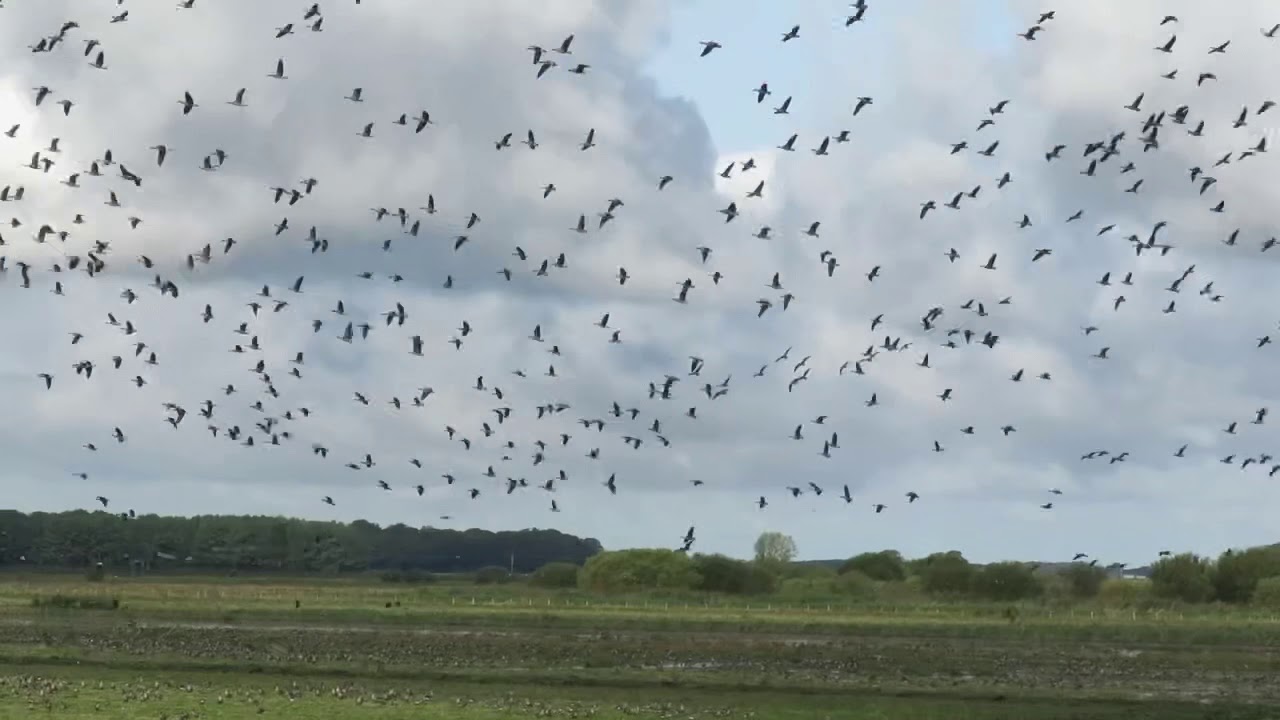 Pink-footed Geese. - the West Lancashire autumnal chorus 