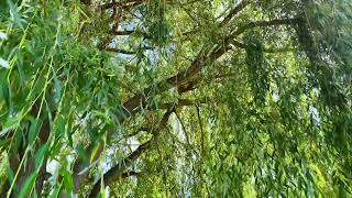 Weeping Willow Leaves Blowing In The Wind Nature B-Roll Footage