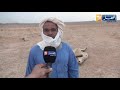إليزي موالون يدقون ناقوس الخطر الجفاف ونقص الاعلاف يهدد ثروة الإبل 