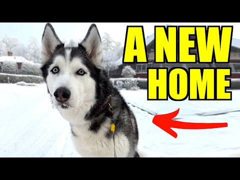 Huskies Get A New Home In Sweden!!!