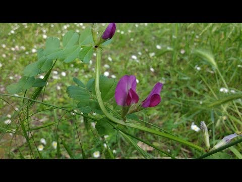 Vídeo: És comestible la vicia sativa?