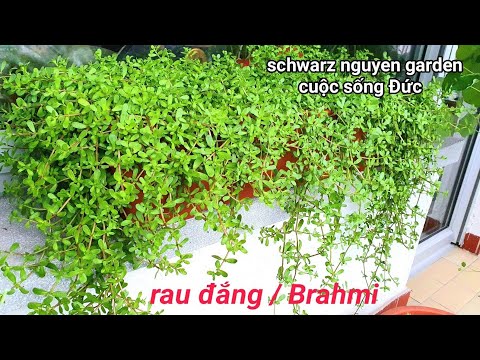 Video Cách trồng rau đắng trong chậu nhanh bò cắt ăn hoài mà... - youtube