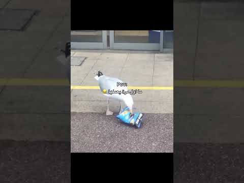 اجمل من يسرق وباين متعود مش اول مراه يعملها