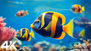 [NEW] 11HRS Stunning 4K Underwater Wonders - Relaxing Music | Coral Reefs, Fish& Colorful Sea Life