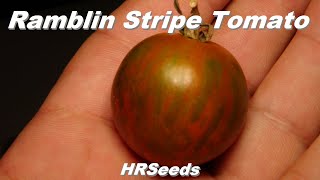 ⟹ Ramblin Stripe Tomato | Solanum lycopersicum | Tomato Review | HRSeeds.com