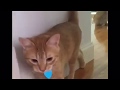 Smart Cats 🐈!