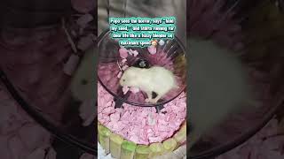 Synchronized Spinning: Two Baby Hamsters' First Saucer Ride🐹 #hamsterbabys #hamtaro #shorfeed