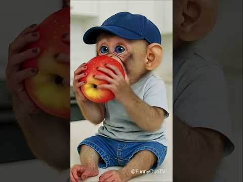 قرد كيوت قرد مشاكس قرد مضحك قرد يأكل تفاح قرد صغير Monkey