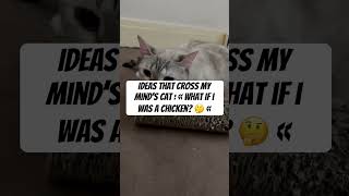 Cat’s ideas