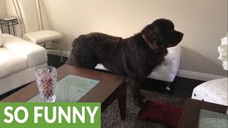Dog Protects Hoverboard With Pillow