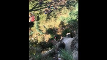 Tree Climber Chunking Down Pine | EASIEST CUT EVER | Arborist Tree Removal