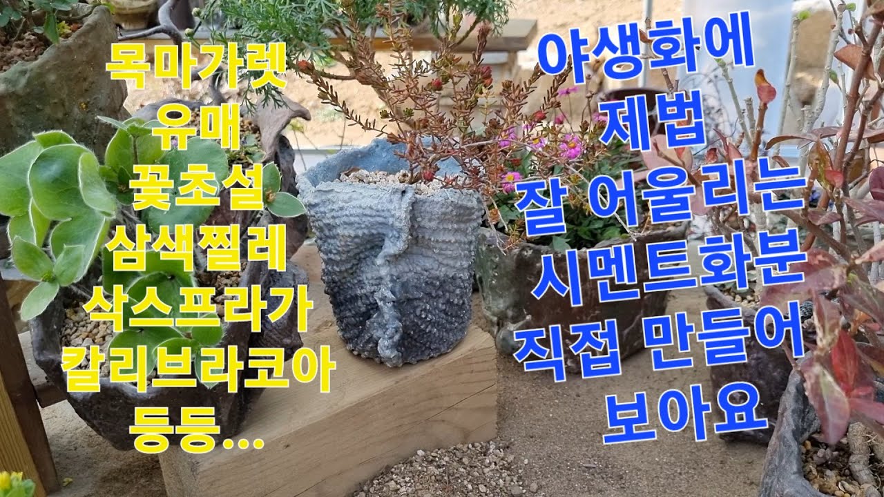 [야생화] 시멘트 화분 만들기,  목마가렛 ,유매, 꽃 초설,삭스프라가, 칼리브라코,아등등