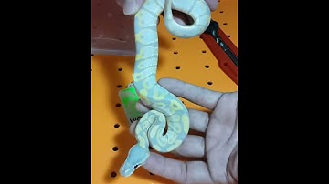 Unboxing banana aka coral glow ball python