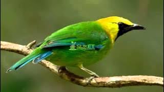 Download Suara Burung Cucak Rante Masteran Variasi 4 MP311