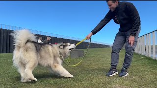 Husky Refuses To Walk! They're So Stubborn!!