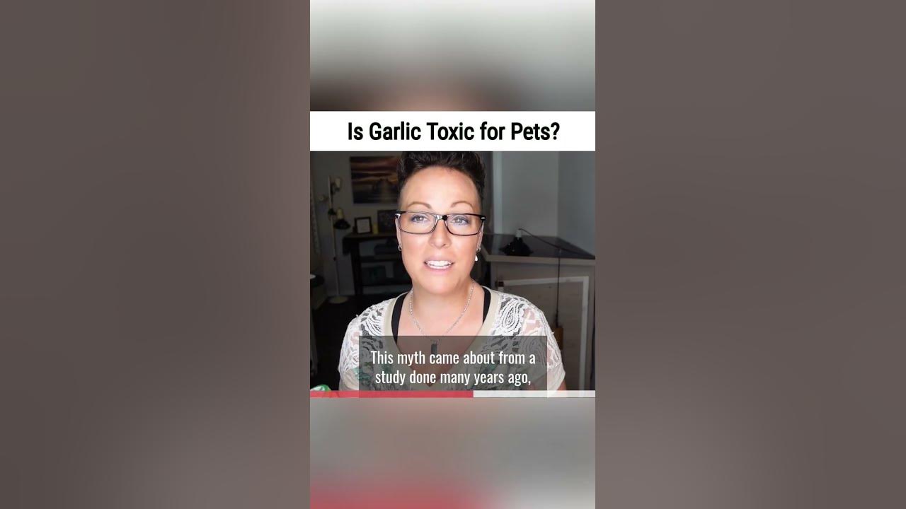 is-garlic-toxic-to-cats-youtube