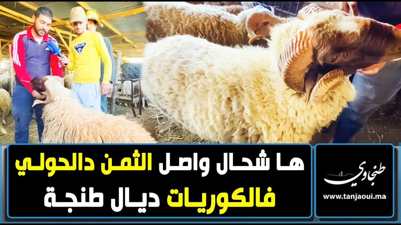 ها شحال واصل الثمن دالحولي فالكوريات ديال طنجة