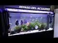 Repaso del ACUARIO DE PECES DISCO de 450 litros | AcuariosLP