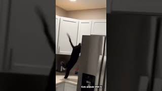 Cave Diver Cat Into The Washer 🐱😂🐾 #FelineFrenzy #FunnyCatVideos #WashingMachineWoes #CatLovers