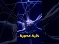 كم عدد الخلايا العصبية في المخ معلومات معلومات عامة ترفيه معلومة الدماغ سبحان الله