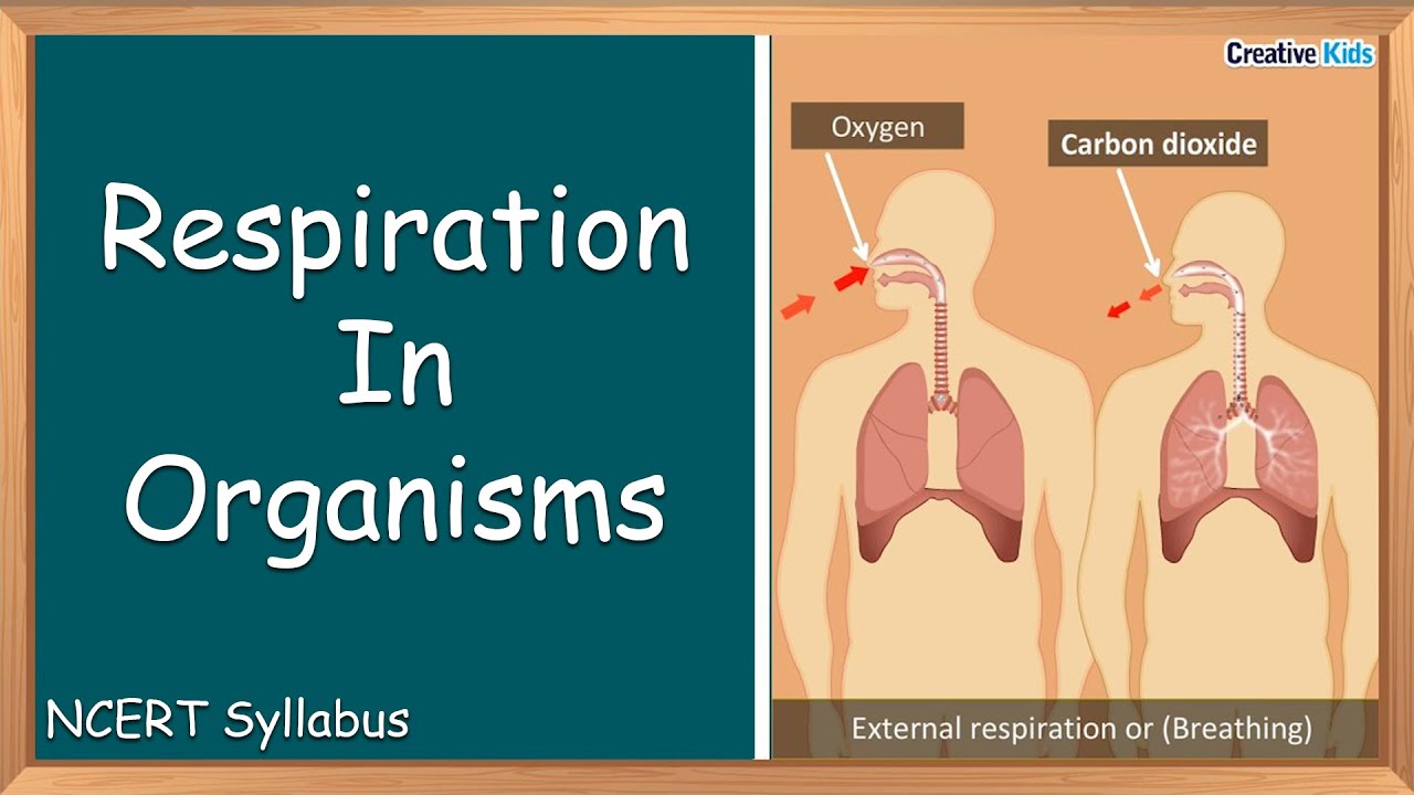 case study questions on respiration class 7