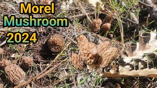 (ep.62)เก็บเห็ดมอแรลวันแรก4.16.2024/first day picking Morels Mushroom in California USA