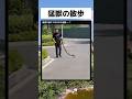 猛獣...？ #面白い #shorts