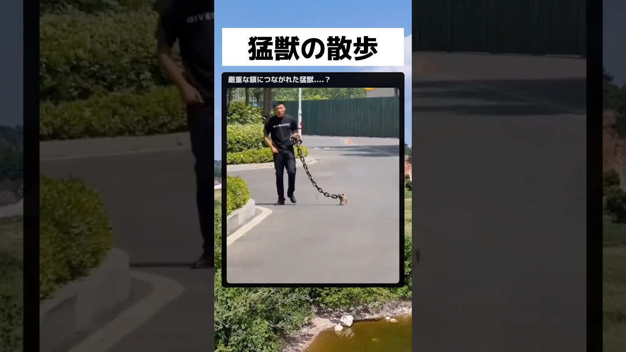 猛獣...？ #面白い #shorts