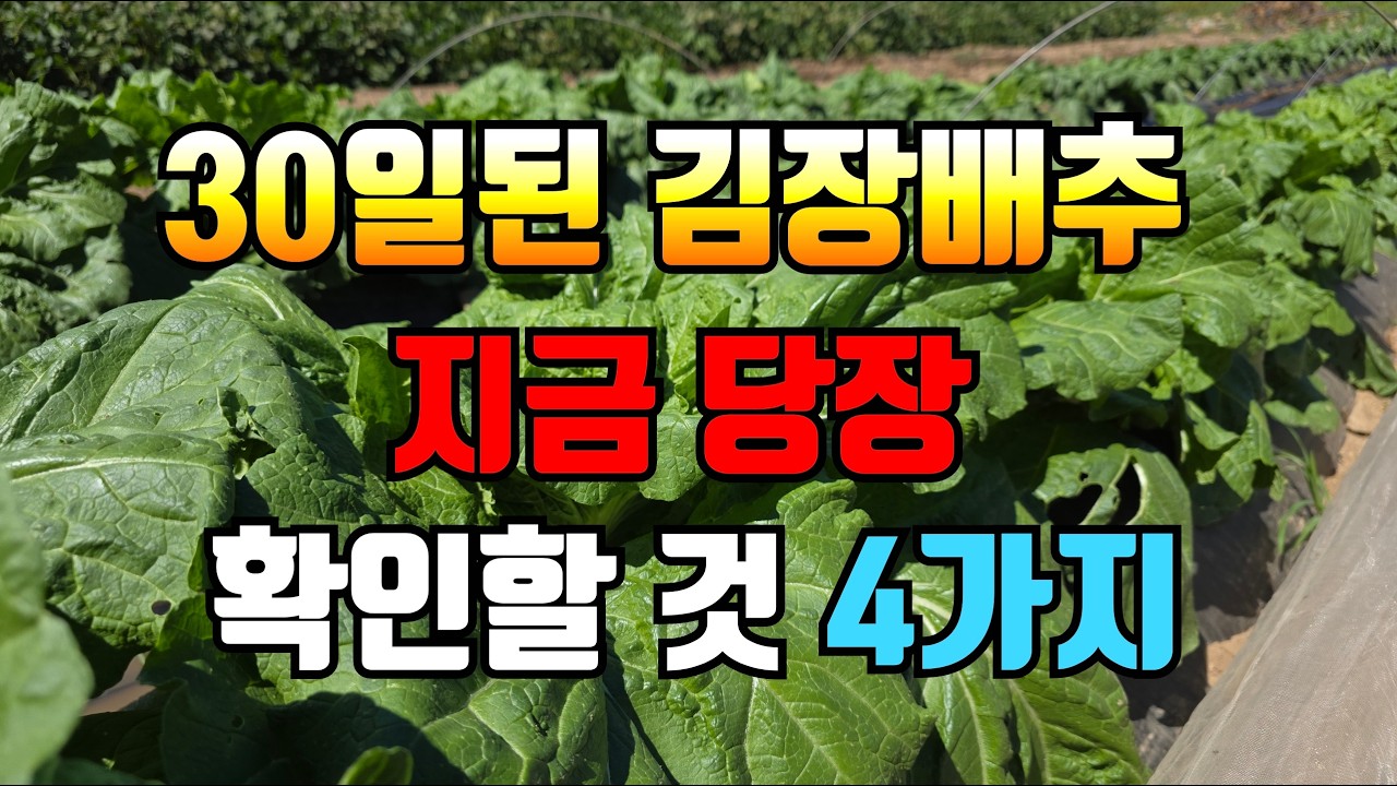 배추가 갑자기 커지는 시기? 30일 관리가 핵심입니다