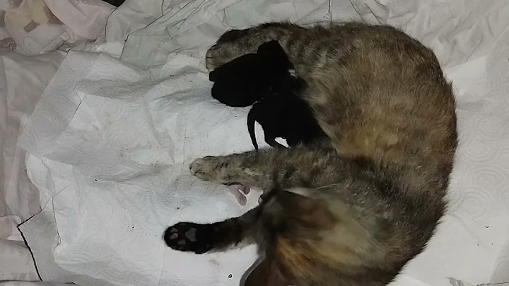 Watch the video about Mom cat Neva and her kittens
