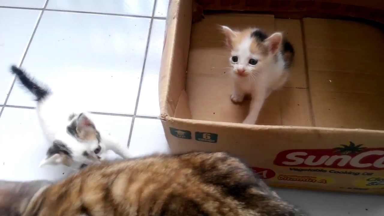 Dua Anak Kucing Putih Lucu YouTube