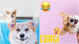 Funny corgi videos try not to laugh - cutest corgi compilation 2020 #3 by Fuuny Dogs HD 762 views 3 years ago 6 minutes, 9 seconds