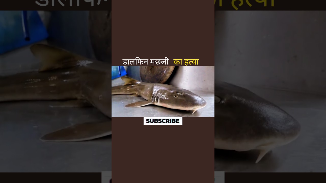डालफिन मछली का हत्या 😱 #aivideo #facts #shortvideo #shortsfeed #fish #youtubeshorts #fishing