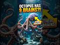 This Animal Has 9 Brains?!