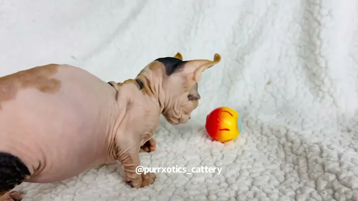 Video 3800031: calico sphynx, sphynx ear, meet sphynx, adorable sphynx