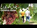 Largest Organic Grapes Farm of Punjab | June 2021